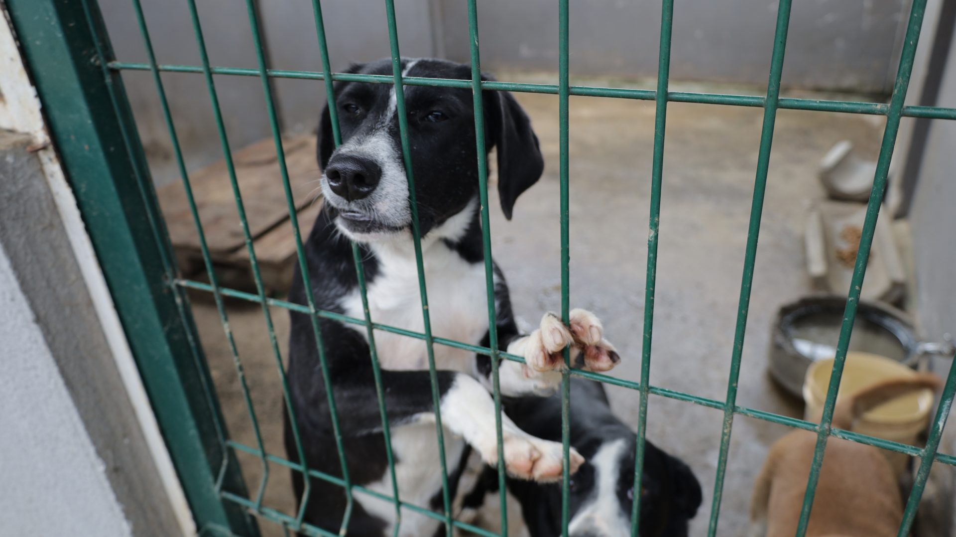 Quase 200 cães esperam por uma chance em Guarapuava; Canil Municipal busca novas famílias para adoção