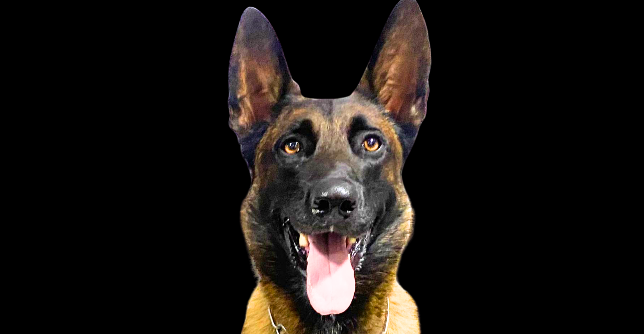 Cão fareja lixeira com fragmentos de maconha e leva polícia a esconderijo com mais de 6 kg de droga