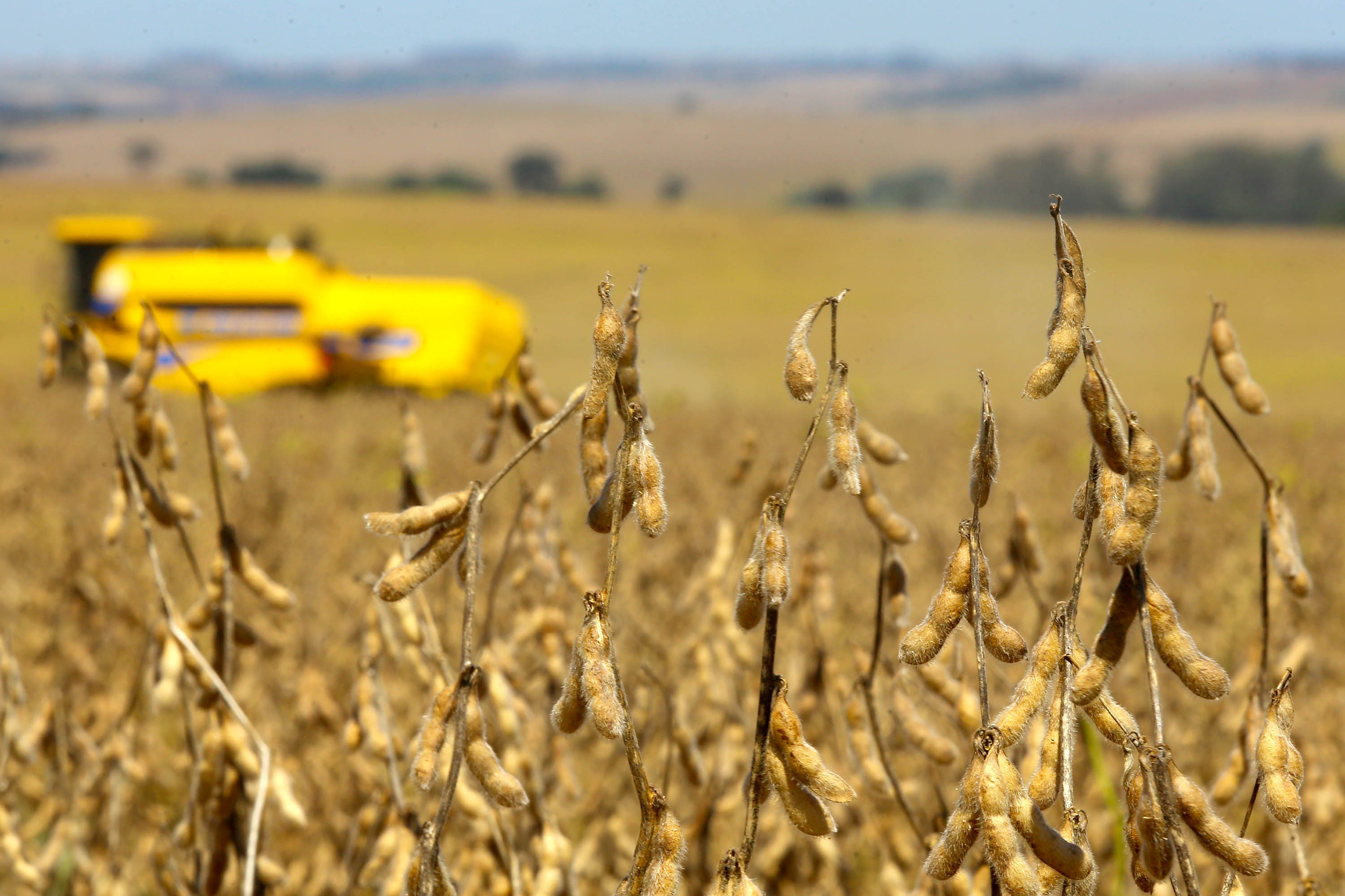 Café e soja garantem as maiores margens do ano para produtores paranaenses
