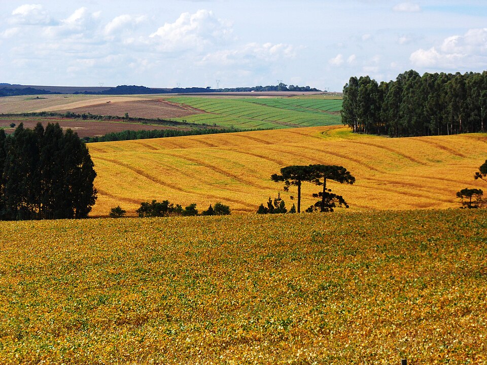 Soja ganha escala, tecnologia e peso econômico na agricultura de Guarapuava