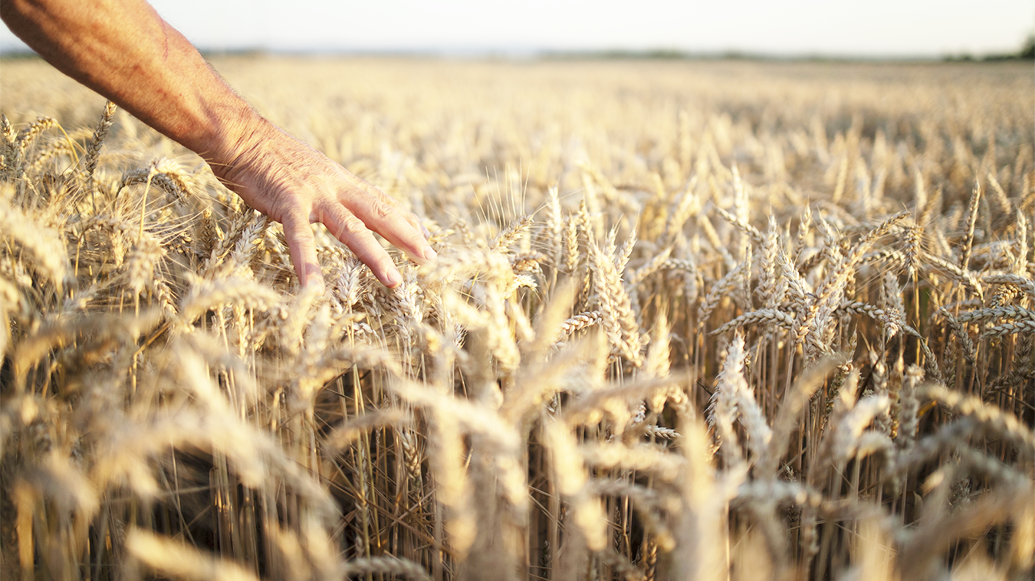 O exemplo do trigo: força política do agro alivia fragilidades estruturais