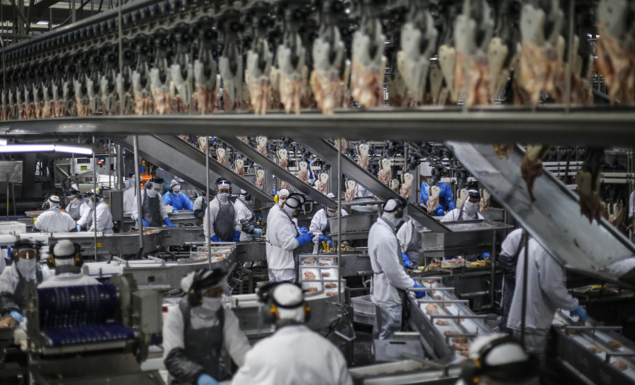 Paraná exportou frango para 150 mercados internacionais em 2025, maior patamar do País