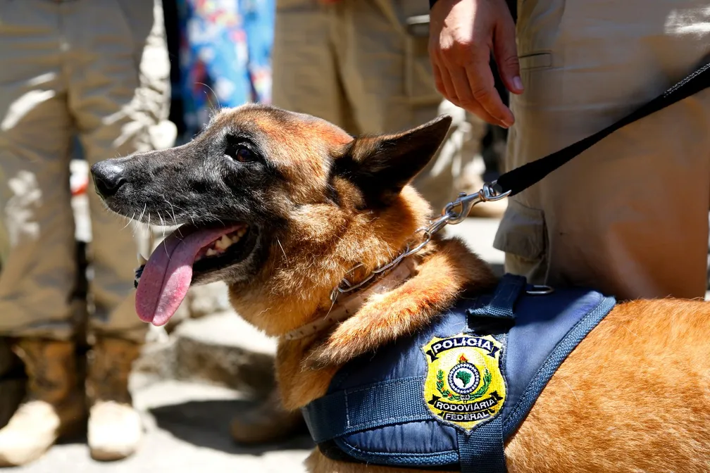 Cães farejadores são decisivos para apreensão de 106 kg de cocaína em Guarapuava