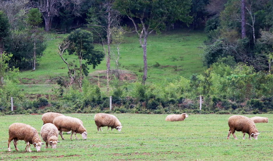 Adapar divulga nota técnica sobre lotes de vacinas contra clostridioses