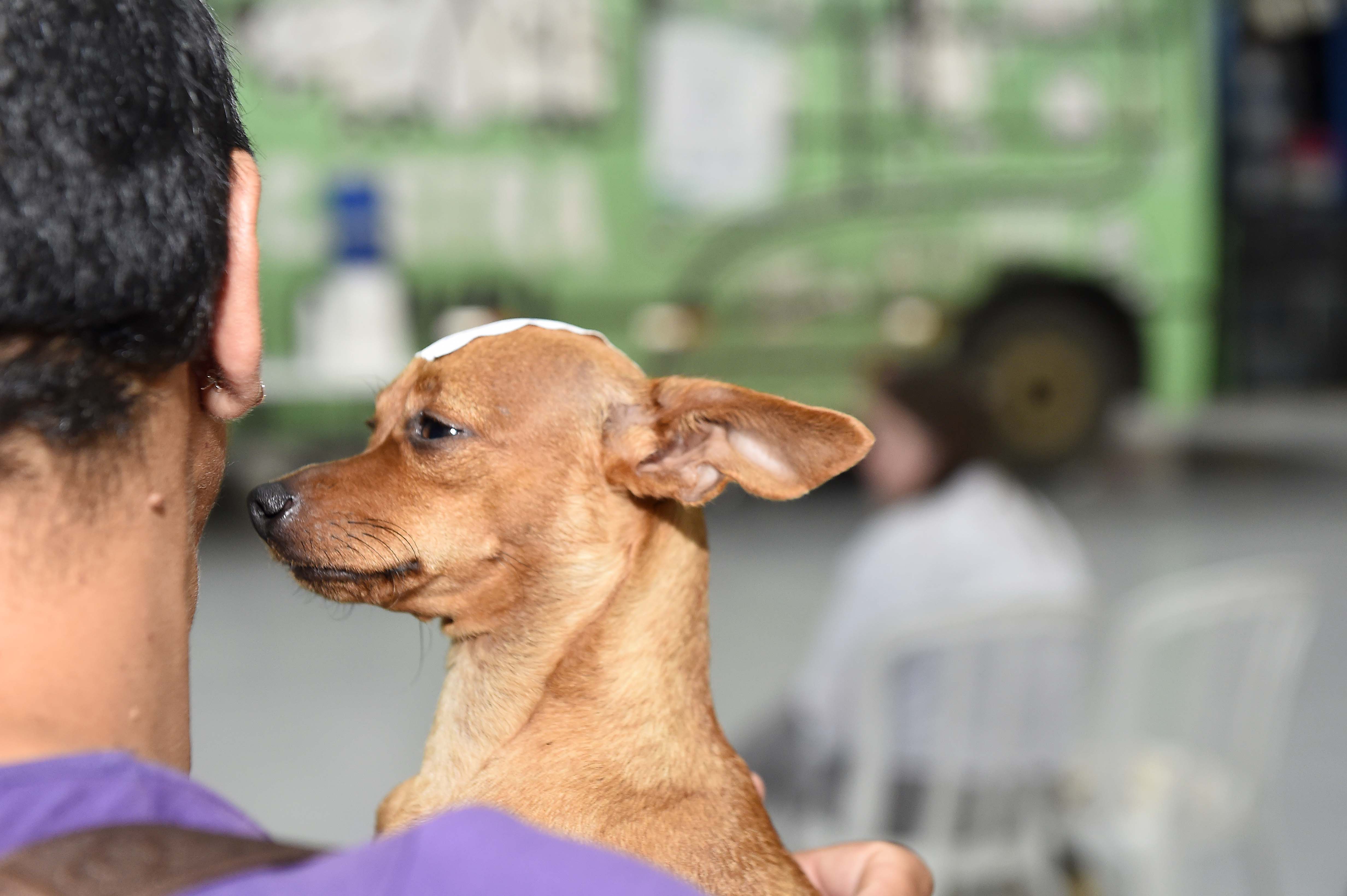 CastraPet amplia agenda e chega a municípios do Centro-Sul do Paraná