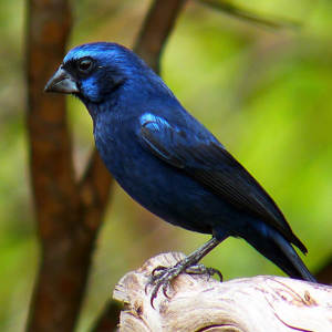 Queixa de som alto leva PM a encontrar nove aves sem licença em Prudentópolis