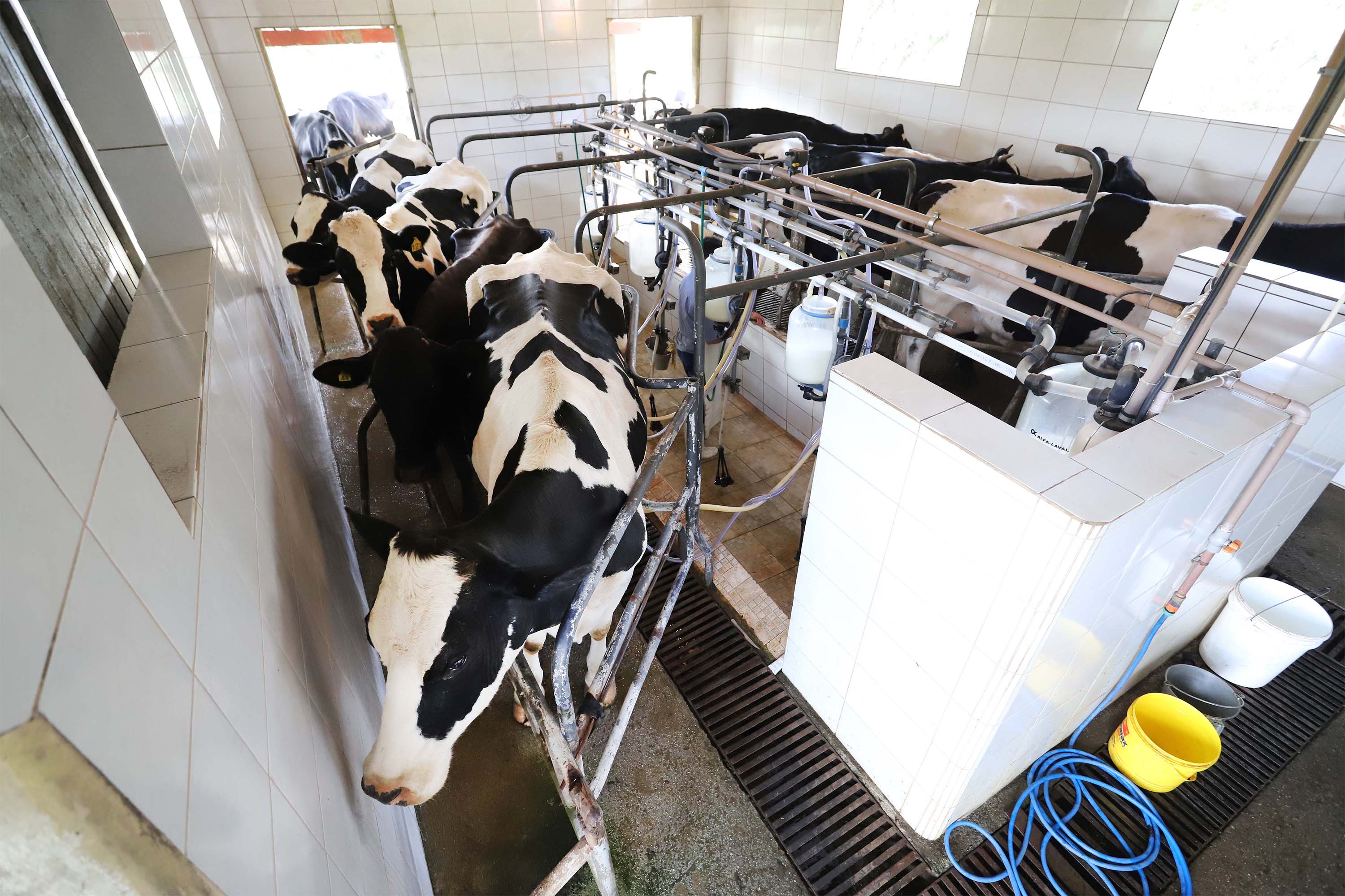 Paraná regulamenta lei que proíbe reconstituição de leite em pó importado