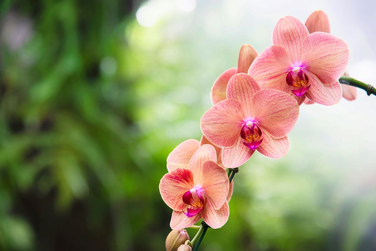 Espécies raras e flores premiadas chegam a Guarapuava em exposição inédita para o público