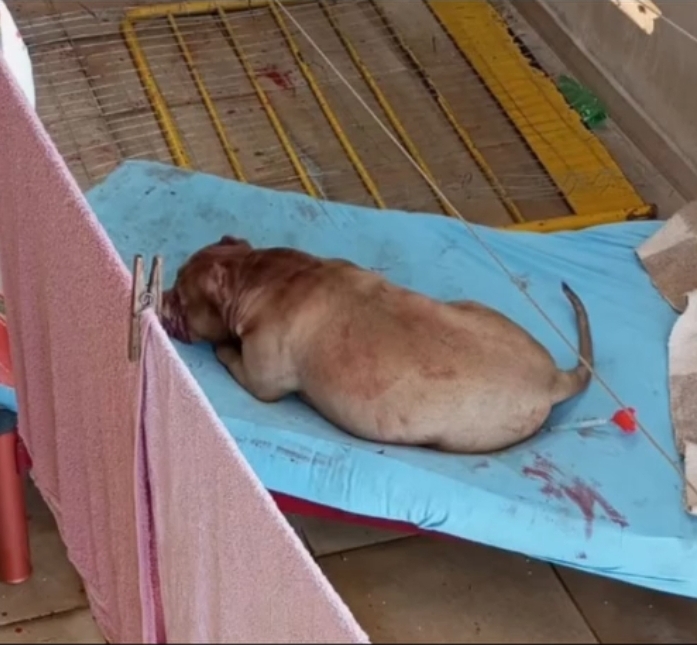 Polícia Civil investiga ataque de pitbull contra os próprios tutores em Guarapuava