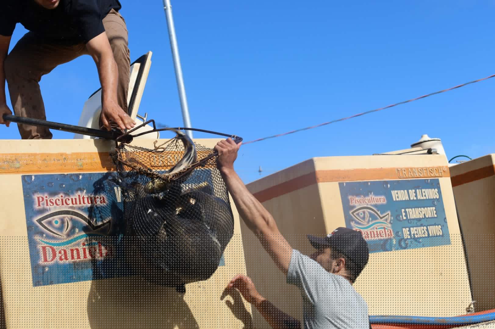 Pesca garantida: Guarapuava recebe mais de 2,5 toneladas de peixes para a Festa do Trabalhador