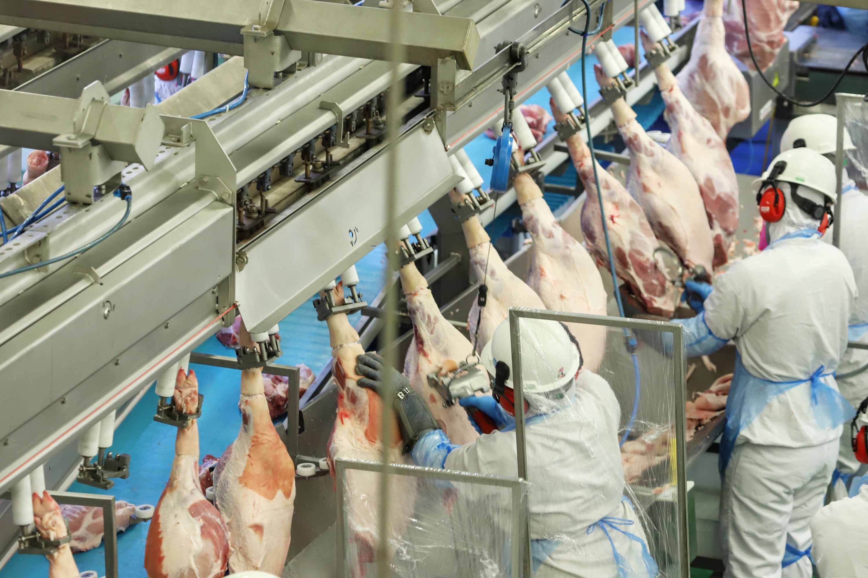 Paraná lidera aumento da produção de frangos, suínos e ovos em 2023