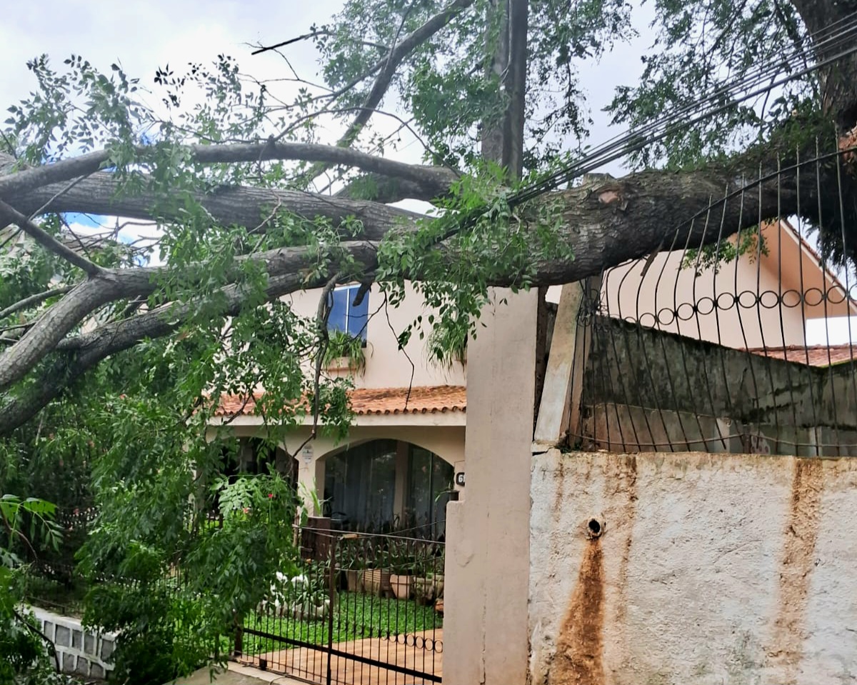 Ventania derruba árvores sobre residências em Guarapuava 