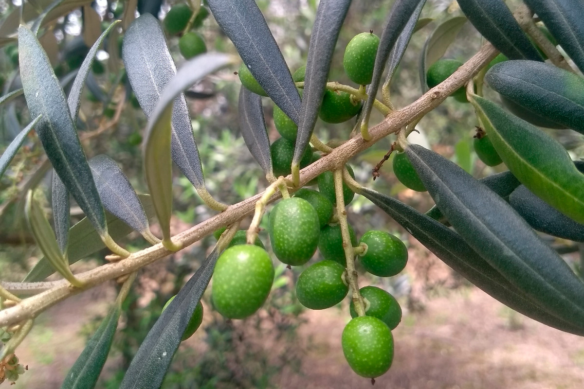 Guarapuava entre os municípios mais aptos para o cultivo de oliveiras