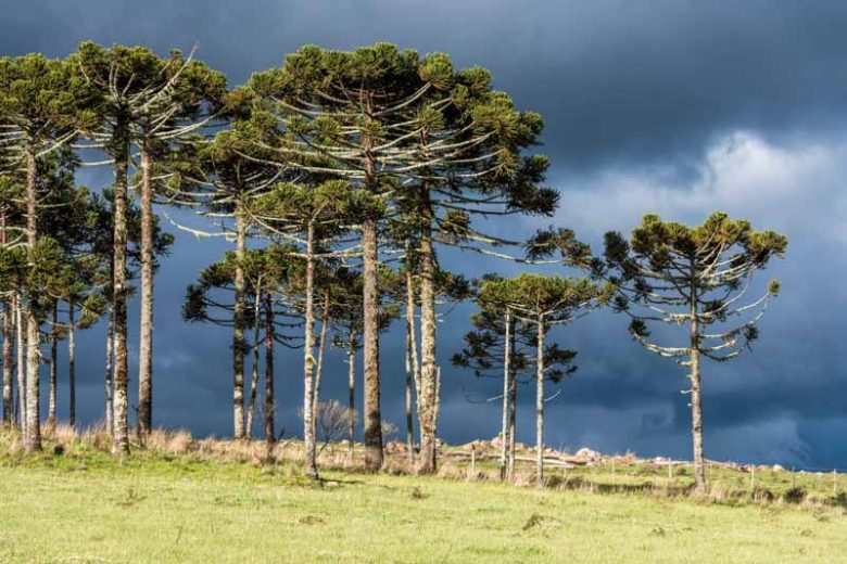 Guarapuava na reconstrução da floresta de araucária